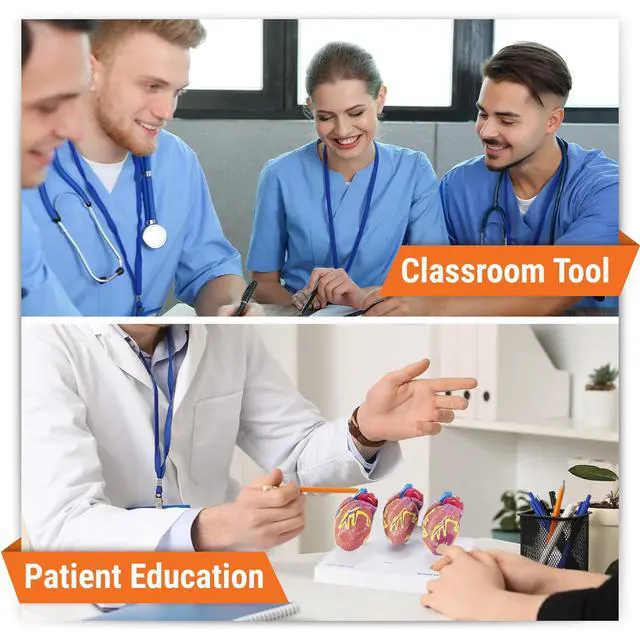 Alt view image 4 of 6 - 3-Piece Mini Heart Model Set, Normal and Diseased | Human Body and Anatomy Replica for Physiology Education, Anatomical Model for Doctor's Office, Medical Learning Resources
