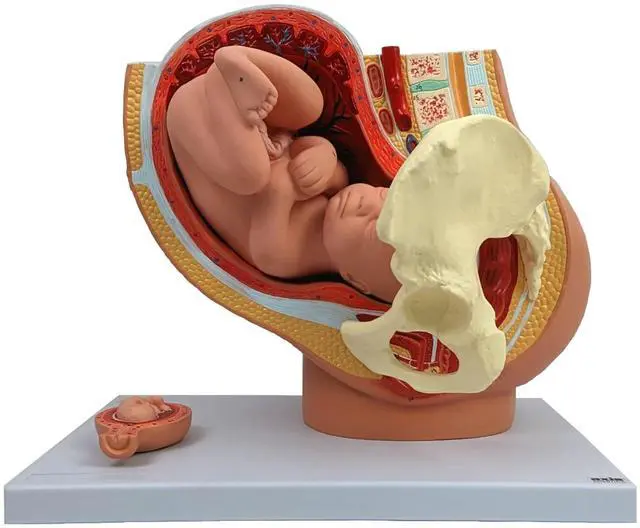 Main image of Anatomy Model of Pregnancy Pelvis - Includes a Full-Term Removable Fetus Model, Anatomy of the Placenta and More Than 40 Anatomical Landmarks
