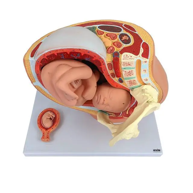 Alt view image 2 of 6 - Anatomy Model of Pregnancy Pelvis - Includes a Full-Term Removable Fetus Model, Anatomy of the Placenta and More Than 40 Anatomical Landmarks