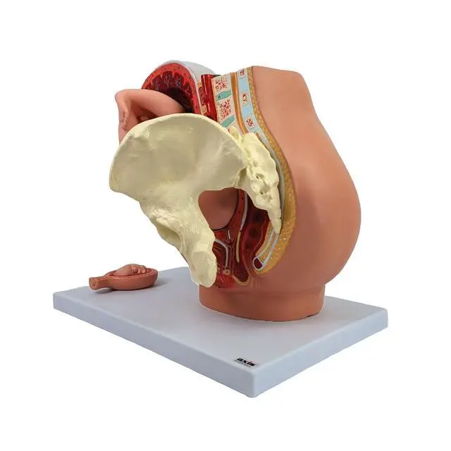 Alt view image 3 of 6 - Anatomy Model of Pregnancy Pelvis - Includes a Full-Term Removable Fetus Model, Anatomy of the Placenta and More Than 40 Anatomical Landmarks