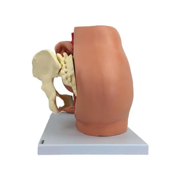 Alt view image 5 of 6 - Anatomy Model of Pregnancy Pelvis - Includes a Full-Term Removable Fetus Model, Anatomy of the Placenta and More Than 40 Anatomical Landmarks