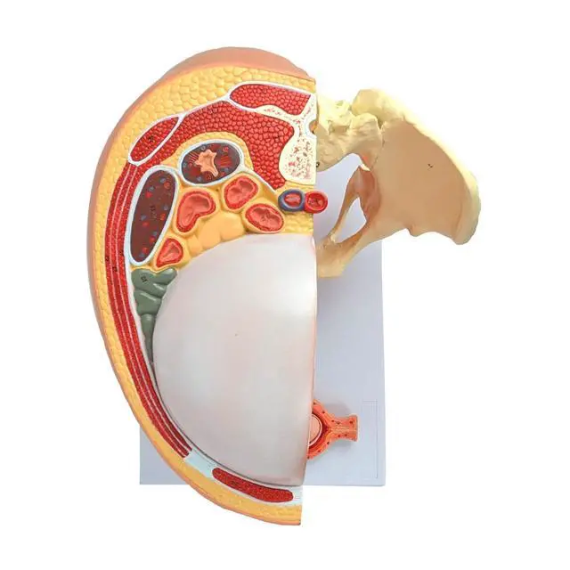 Alt view image 6 of 6 - Anatomy Model of Pregnancy Pelvis - Includes a Full-Term Removable Fetus Model, Anatomy of the Placenta and More Than 40 Anatomical Landmarks