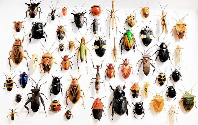 Main image of Mixed lot of Assorted Beetles Bugs Insects Choose Quantity (25)