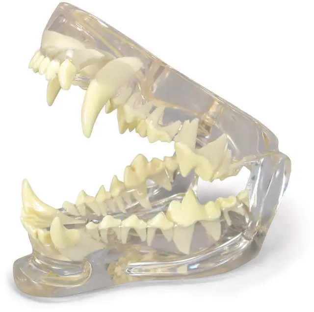 Main image of Clear Canine Jaw Model with Teeth for Canine Anatomy | Canine Anatomy Replica for Physiology Education, Anatomical Model for Veterinarian's Office, Vet Medical Learning Resources