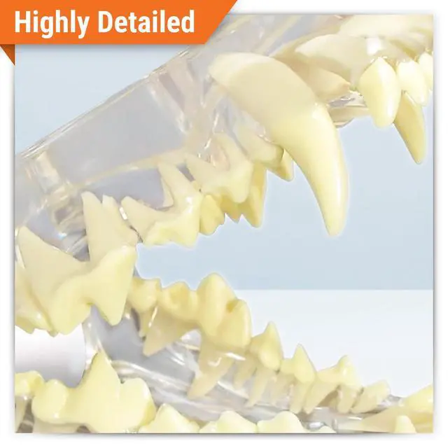 Alt view image 2 of 6 - Clear Canine Jaw Model with Teeth for Canine Anatomy | Canine Anatomy Replica for Physiology Education, Anatomical Model for Veterinarian's Office, Vet Medical Learning Resources