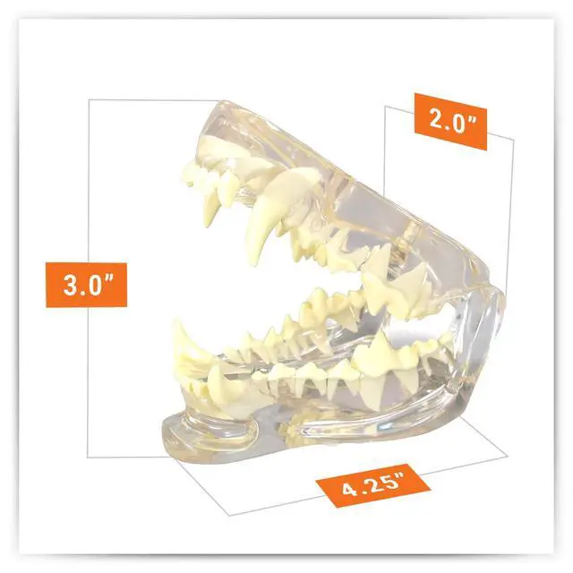 Alt view image 6 of 6 - Clear Canine Jaw Model with Teeth for Canine Anatomy | Canine Anatomy Replica for Physiology Education, Anatomical Model for Veterinarian's Office, Vet Medical Learning Resources