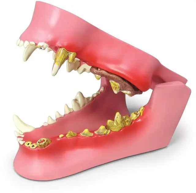 Main image of Canine Jaw Model with Teeth for Canine Anatomy | Canine Anatomy Replica for Physiology Education, Anatomical Model for Veterinarian's Office, Vet Medical Learning Resources