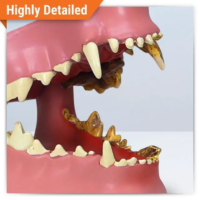 Alt view image 2 of 6 - Canine Jaw Model with Teeth for Canine Anatomy | Canine Anatomy Replica for Physiology Education, Anatomical Model for Veterinarian's Office, Vet Medical Learning Resources