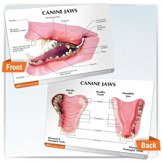 Alt view image 5 of 6 - Canine Jaw Model with Teeth for Canine Anatomy | Canine Anatomy Replica for Physiology Education, Anatomical Model for Veterinarian's Office, Vet Medical Learning Resources