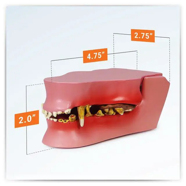 Alt view image 6 of 6 - Canine Jaw Model with Teeth for Canine Anatomy | Canine Anatomy Replica for Physiology Education, Anatomical Model for Veterinarian's Office, Vet Medical Learning Resources