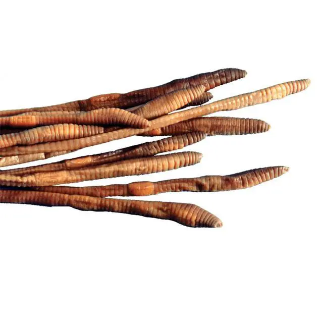 Main image of Preserved Earthworm Specimens for Dissection, Worm Dissection for Biology Classroom, Large 8-10 Inches, Vacuum Packed, 100 Pack