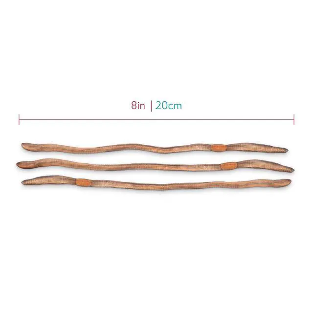Alt view image 3 of 6 - Preserved Earthworm Specimens for Dissection, Worm Dissection for Biology Classroom, Large 8-10 Inches, Vacuum Packed, 100 Pack