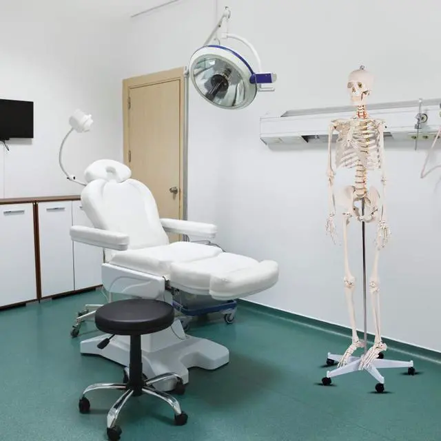 Alt view image 2 of 6 - 70.8" Life Size Skeleton Model, with Roller Stand, 2 Casters with Brake, Removable Parts, Anatomical Poster and Dust Cover, Human Skeleton Model for Anatomy