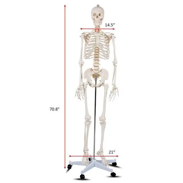 Alt view image 3 of 6 - 70.8" Life Size Skeleton Model, with Roller Stand, 2 Casters with Brake, Removable Parts, Anatomical Poster and Dust Cover, Human Skeleton Model for Anatomy