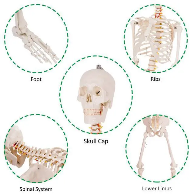 Alt view image 4 of 6 - 70.8" Life Size Skeleton Model, with Roller Stand, 2 Casters with Brake, Removable Parts, Anatomical Poster and Dust Cover, Human Skeleton Model for Anatomy