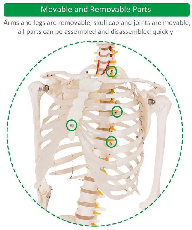 Alt view image 5 of 6 - 70.8" Life Size Skeleton Model, with Roller Stand, 2 Casters with Brake, Removable Parts, Anatomical Poster and Dust Cover, Human Skeleton Model for Anatomy