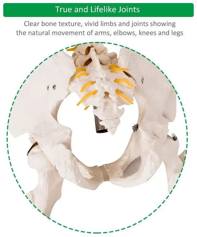 Alt view image 6 of 6 - 70.8" Life Size Skeleton Model, with Roller Stand, 2 Casters with Brake, Removable Parts, Anatomical Poster and Dust Cover, Human Skeleton Model for Anatomy