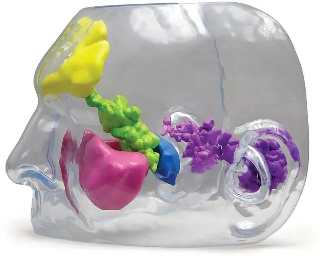 Main image of Clear Sinus Model | Human Body and Anatomy Replica for Physiology Education, Anatomical Model for Doctor's Office, Medical Learning Resources