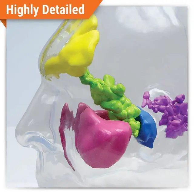 Alt view image 2 of 6 - Clear Sinus Model | Human Body and Anatomy Replica for Physiology Education, Anatomical Model for Doctor's Office, Medical Learning Resources