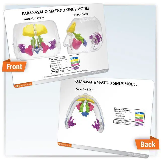 Alt view image 5 of 6 - Clear Sinus Model | Human Body and Anatomy Replica for Physiology Education, Anatomical Model for Doctor's Office, Medical Learning Resources