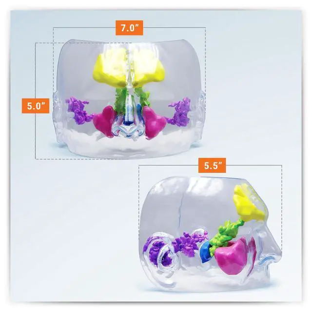 Alt view image 6 of 6 - Clear Sinus Model | Human Body and Anatomy Replica for Physiology Education, Anatomical Model for Doctor's Office, Medical Learning Resources