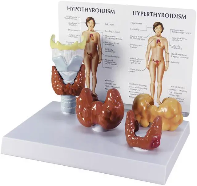Main image of Thyroid Model Set with Larynx and Thyroid | Human Body and Anatomy Replica for Physiology Education, Anatomical Model for Doctor's Office, Medical Learning Resources