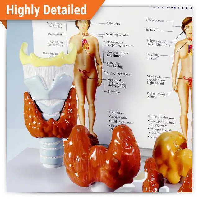 Alt view image 2 of 6 - Thyroid Model Set with Larynx and Thyroid | Human Body and Anatomy Replica for Physiology Education, Anatomical Model for Doctor's Office, Medical Learning Resources