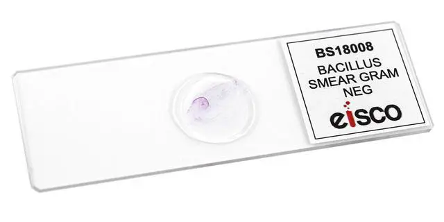 Alt view image 2 of 3 - 25pk Bacillus Smear, Gram Negative Stain - Prepared Microscope Slides - 75 x 25mm - Classroom Pack, 25 Slides in Storage Case - Biology & Microscopy - Labs