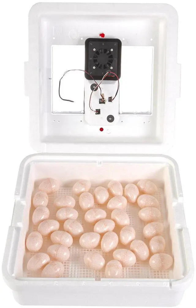 Alt view image 2 of 6 - ® Digital Circulated Air Incubator | 41 Egg Capacity | Chick Egg Hatching Incubator with Circulated Fan, Temperature and Humidity Control | Made in USA