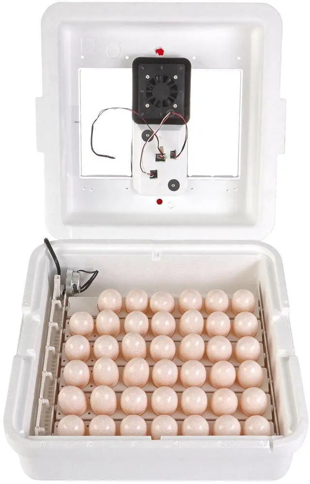 Alt view image 4 of 6 - ® Digital Circulated Air Incubator | 41 Egg Capacity | Chick Egg Hatching Incubator with Circulated Fan, Temperature and Humidity Control | Made in USA