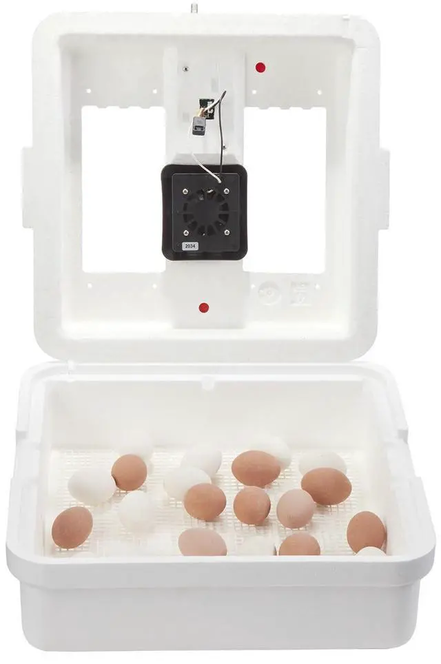 Alt view image 6 of 6 - ® Digital Circulated Air Incubator | 41 Egg Capacity | Chick Egg Hatching Incubator with Circulated Fan, Temperature and Humidity Control | Made in USA