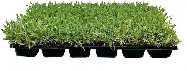 Main image of 18 St. Augustine 'Palmetto' 3 Inch Sod Plugs - Drought, Salt & Shade Tolerant Grass