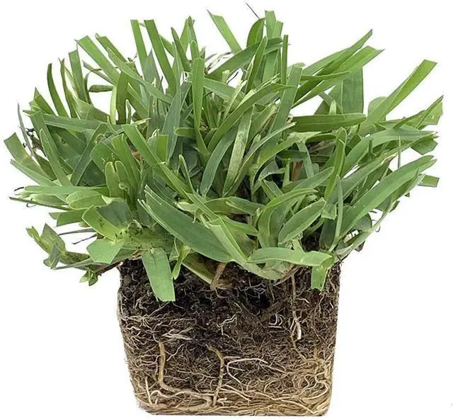 Alt view image 2 of 3 - 18 St. Augustine 'Palmetto' 3 Inch Sod Plugs - Drought, Salt & Shade Tolerant Grass