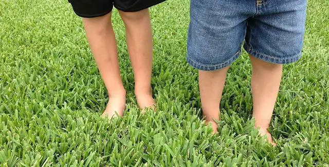 Alt view image 3 of 3 - 18 St. Augustine 'Palmetto' 3 Inch Sod Plugs - Drought, Salt & Shade Tolerant Grass