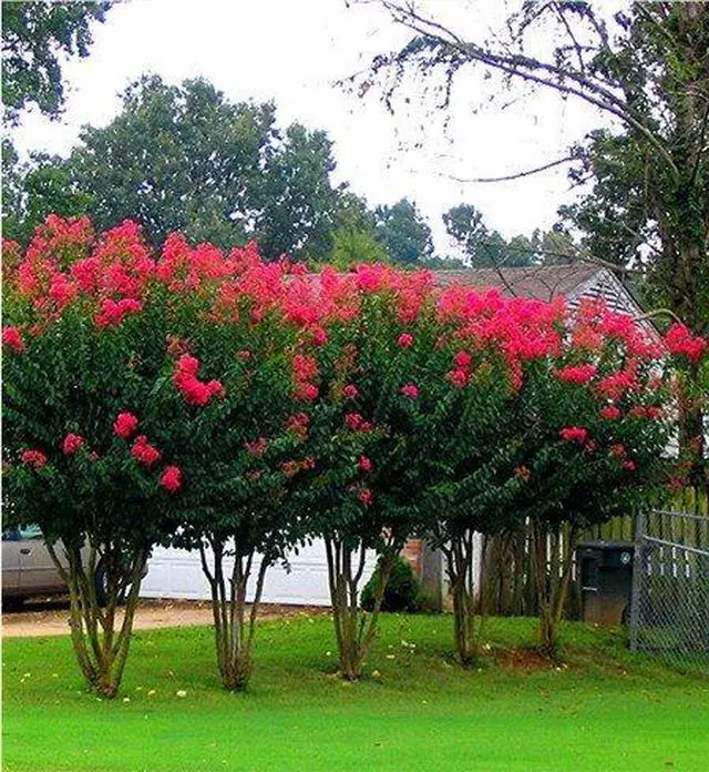 Main image of 6 Pack - Red Flowering Crape Myrtle Trees - Lagerstroemia - Quart Container - 6-12 Inches Tall