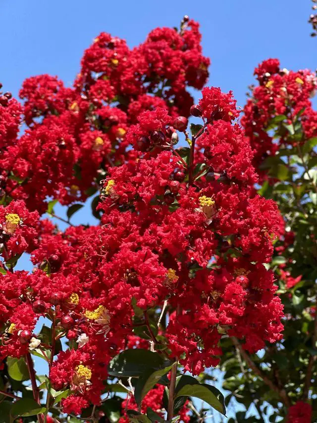 Alt view image 2 of 6 - 6 Pack - Red Flowering Crape Myrtle Trees - Lagerstroemia - Quart Container - 6-12 Inches Tall
