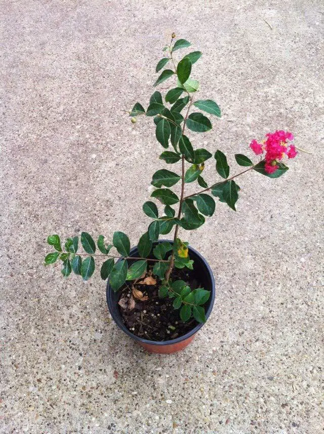 Alt view image 3 of 6 - 6 Pack - Red Flowering Crape Myrtle Trees - Lagerstroemia - Quart Container - 6-12 Inches Tall