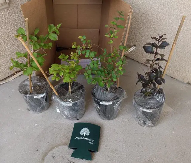 Alt view image 4 of 6 - 6 Pack - Red Flowering Crape Myrtle Trees - Lagerstroemia - Quart Container - 6-12 Inches Tall