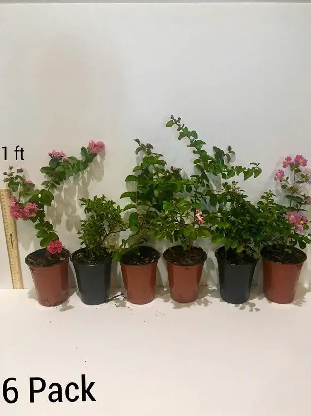 Alt view image 5 of 6 - 6 Pack - Red Flowering Crape Myrtle Trees - Lagerstroemia - Quart Container - 6-12 Inches Tall