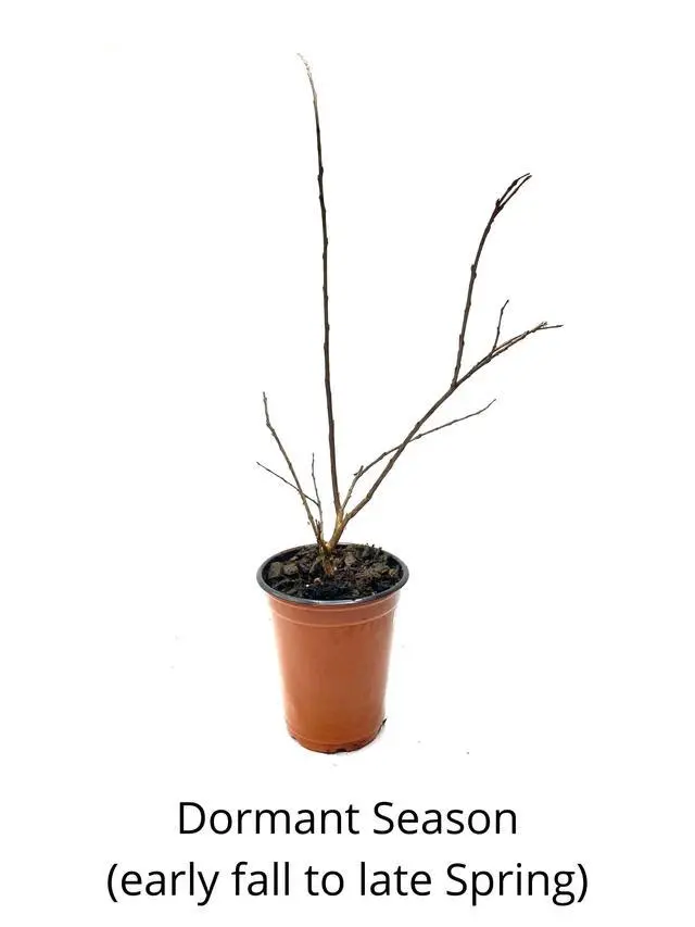 Alt view image 6 of 6 - 6 Pack - Red Flowering Crape Myrtle Trees - Lagerstroemia - Quart Container - 6-12 Inches Tall