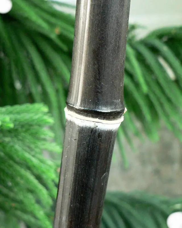 Main image of Black Bamboo - Giant Timber Plant - Phyllostachys Nigra t