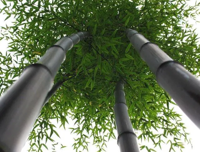 Alt view image 2 of 3 - Black Bamboo - Giant Timber Plant - Phyllostachys Nigra t