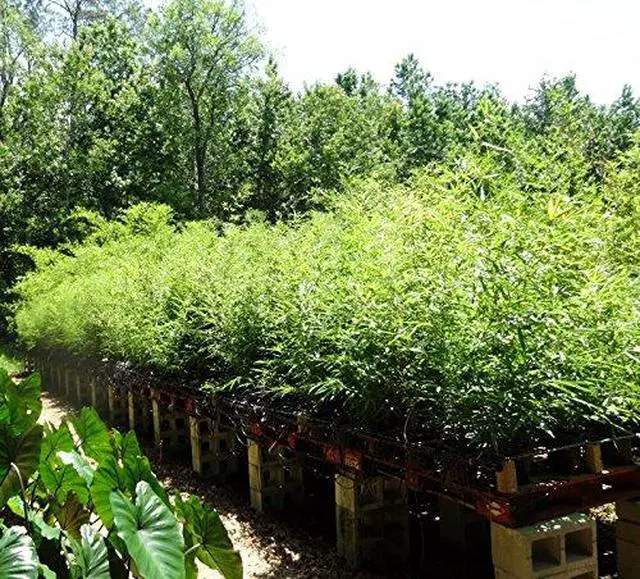 Alt view image 3 of 3 - Black Bamboo - Giant Timber Plant - Phyllostachys Nigra t