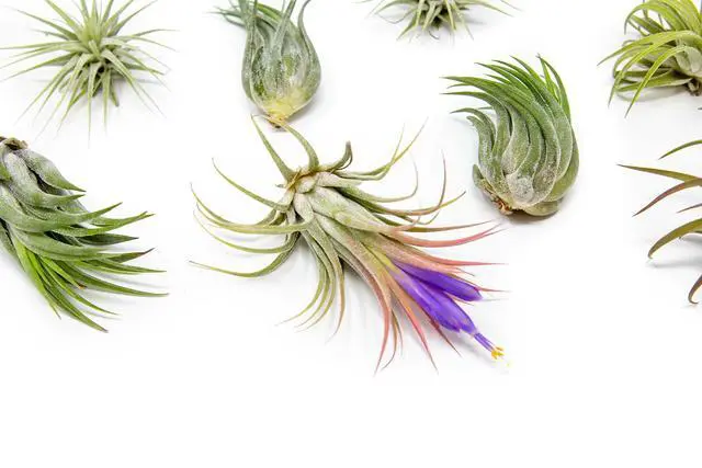 Alt view image 2 of 6 - 50 Pack Air Plants Assorted Tillandsia Ionantha - Live Succulent House Plants - Available in Wholesale and Bulk - Home and Garden Decor - Easy Care Indoor and Outdoor Plants