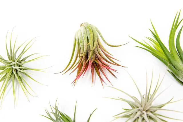 Alt view image 3 of 6 - 50 Pack Air Plants Assorted Tillandsia Ionantha - Live Succulent House Plants - Available in Wholesale and Bulk - Home and Garden Decor - Easy Care Indoor and Outdoor Plants
