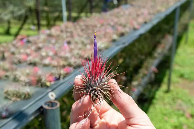 Alt view image 4 of 6 - 50 Pack Air Plants Assorted Tillandsia Ionantha - Live Succulent House Plants - Available in Wholesale and Bulk - Home and Garden Decor - Easy Care Indoor and Outdoor Plants