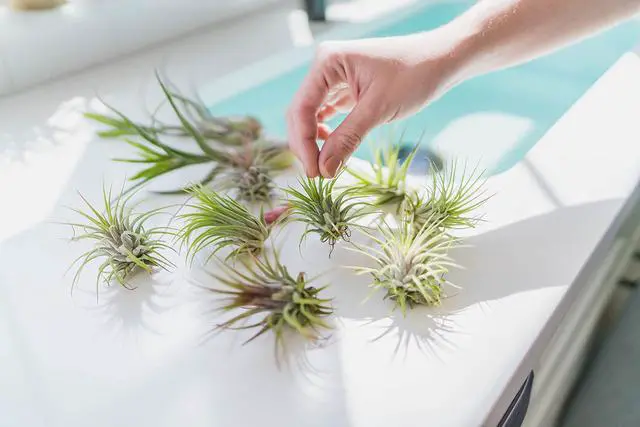 Alt view image 5 of 6 - 50 Pack Air Plants Assorted Tillandsia Ionantha - Live Succulent House Plants - Available in Wholesale and Bulk - Home and Garden Decor - Easy Care Indoor and Outdoor Plants