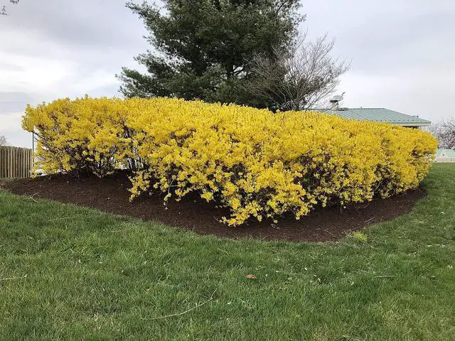 Alt view image 2 of 4 - Two Pack of Lynwood Gold Forsythia Bushes - 2 Live Plants Shipped 1 to 2 Feet Tall by