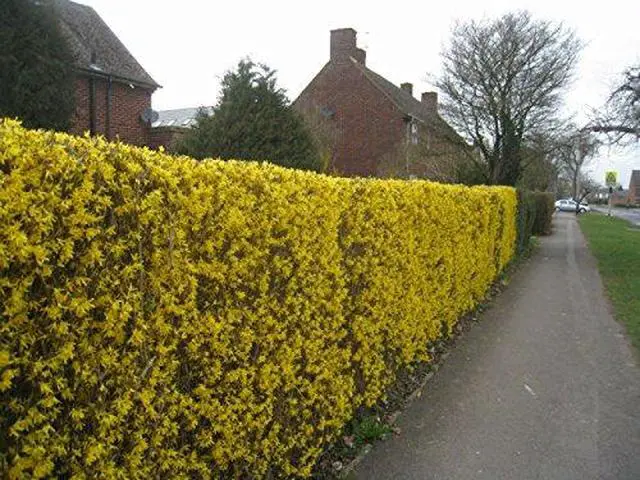 Alt view image 3 of 4 - Two Pack of Lynwood Gold Forsythia Bushes - 2 Live Plants Shipped 1 to 2 Feet Tall by