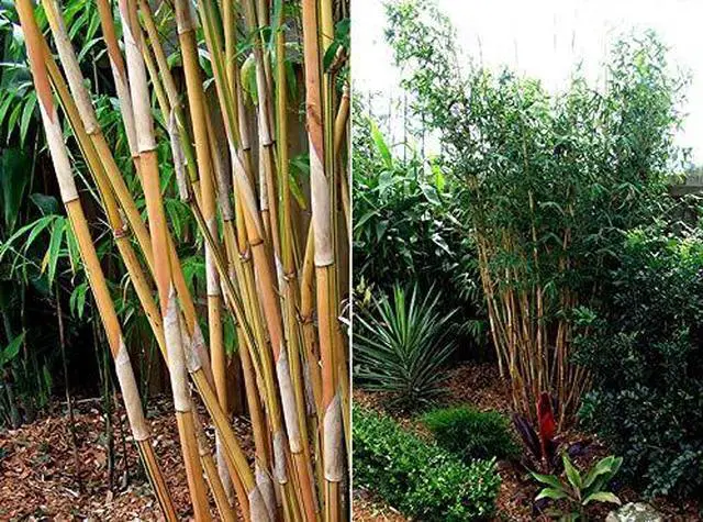 Main image of Bambusa Alphonse KARR/Golden Hedge Clumping Bamboo- Non-Invasive Variety 1 Gal Size